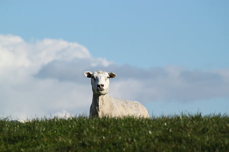 wit, schapen, groen, gras, veld, overdag, dier