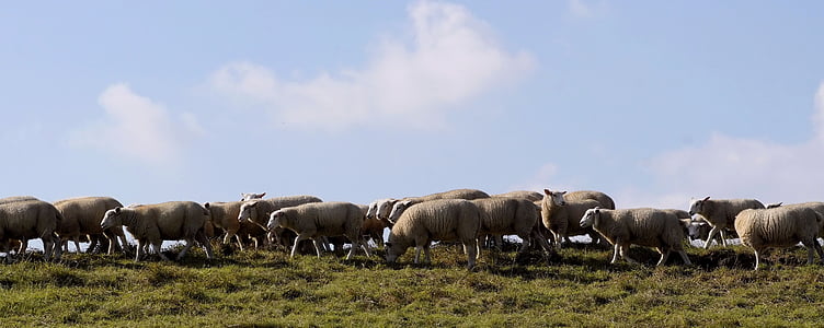 sheep, dike, graze, wool, idyll, relaxation, landscape