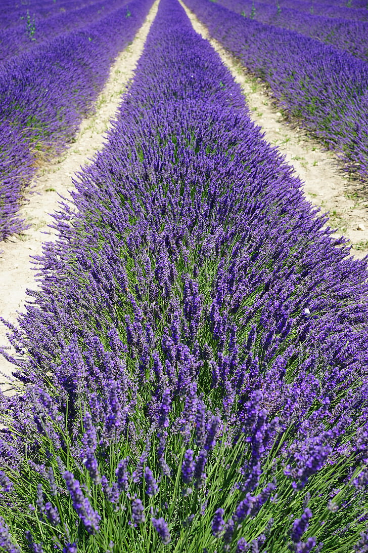 lavender field, lane, away, lavender flowers, flowers, purple, flora