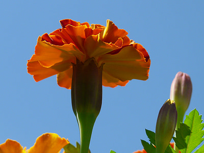 Marigold, Blossom, Bloom, punainen, oranssi, taivas, sininen