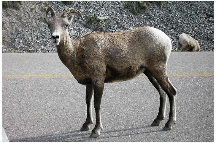 Capricorno, Parco nazionale Jasper, West canada, Canada, natura