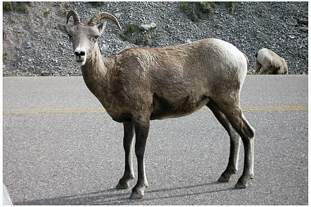 Козирог, Джаспър национален парк, Западна Канада, Канада, природата