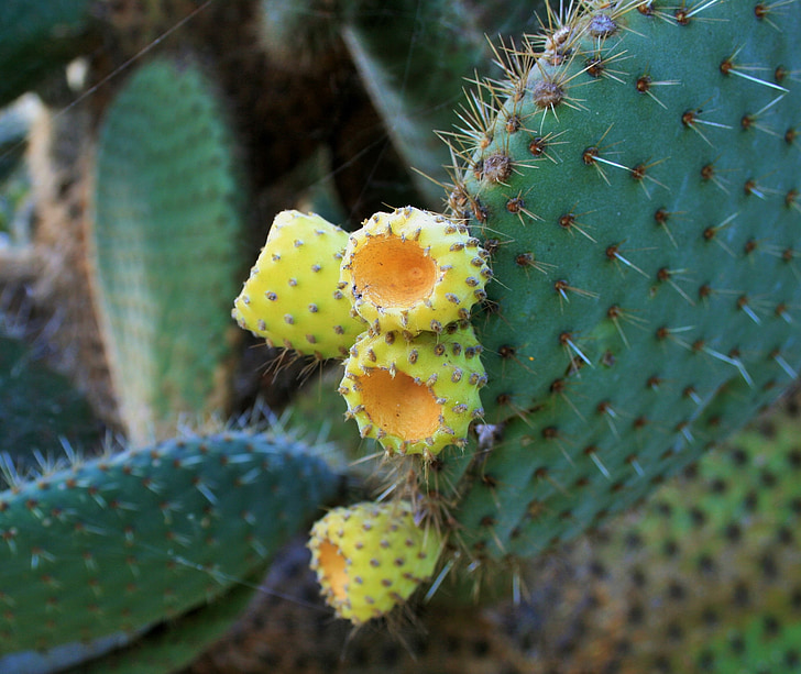 arbust de cactus, arbust, cactus, suculentes, fulles, gruix, carnós