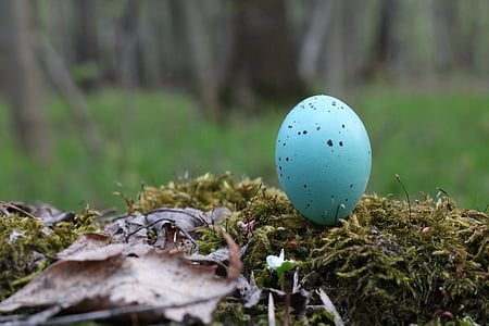 鸡蛋, 蓝色, 鸟类, 森林, 春天, 特写, 自然