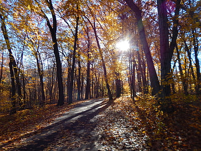 strom, na podzim, Západ slunce, podzim, Příroda, krajina, sluneční světlo