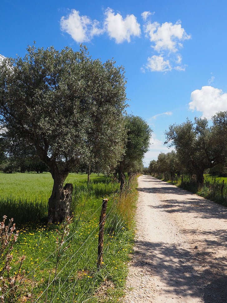 olivträd, olivolja plantation, Plantation, träd, Olive garden, olivlund, plantering