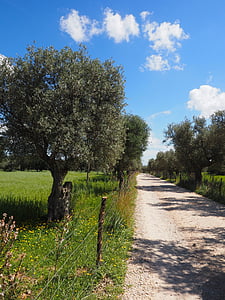 Olivenbaum, Olivenbaum Plantage, Plantage, Baum, Garten mit Olivenbäumen, Olivenhain, Bepflanzung