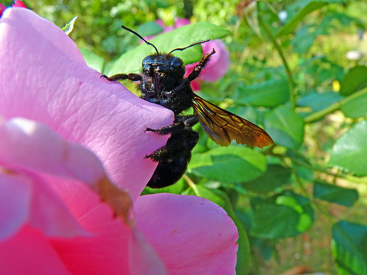 Carpenter bišu, kukainis, lopbarības, makro, daba, ziedēšanas