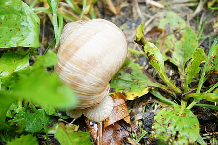 snail, mollusk, shell, nature, spiral, animal, slowly