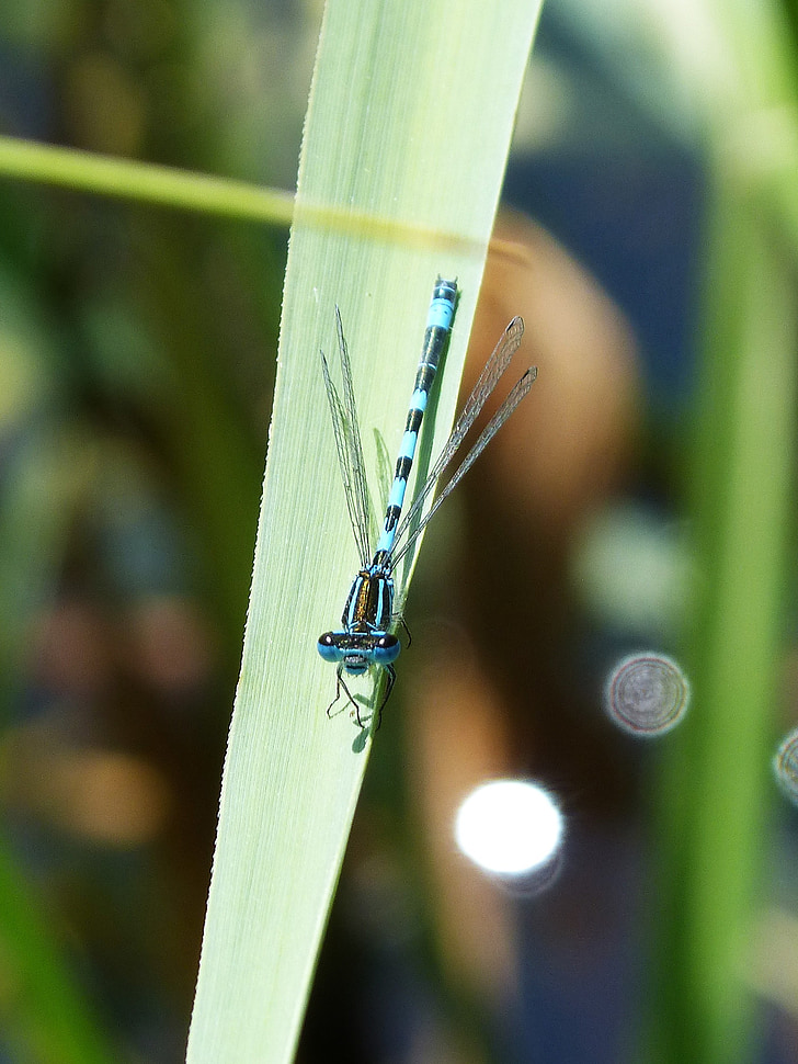 Dragonfly, list, létající hmyz, mokřadní