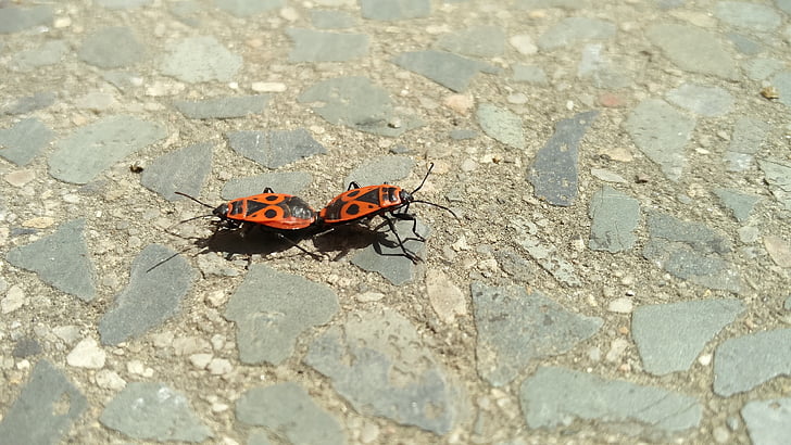 pyrrhocoris apterus, mating, insects, firebug, creatures, two, red
