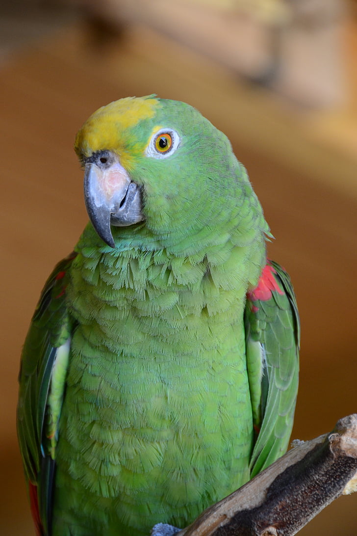 папагал, птица, животните, зелени птици