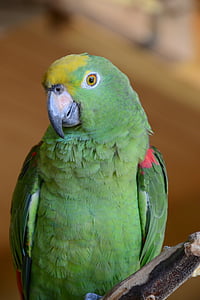 papagoi, lind, looma, roheline, lindudega