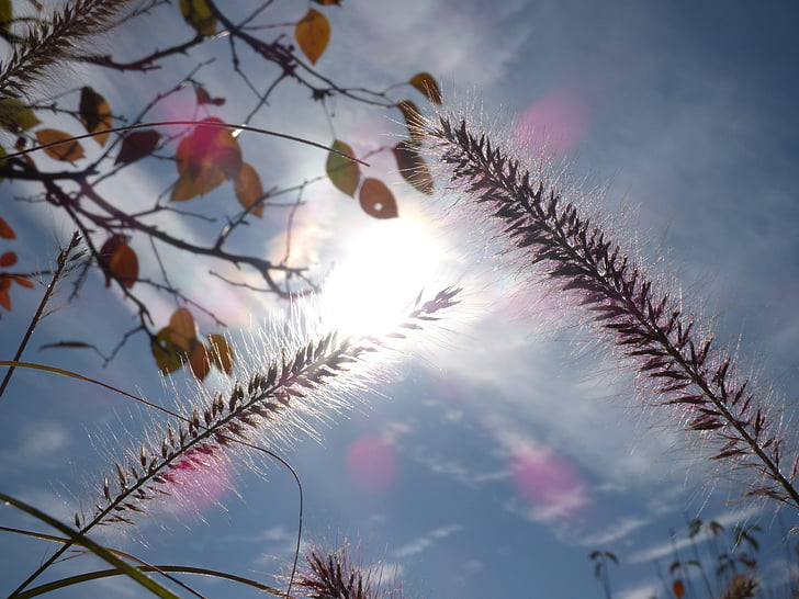 το φθινόπωρο, πτώση, χλόη, ηλιακό φως, Ήλιος, φύση, Νοέμβριος
