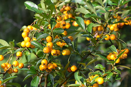olivello spinoso, autunno, frutta, frutti di bosco, Bush, natura, spine