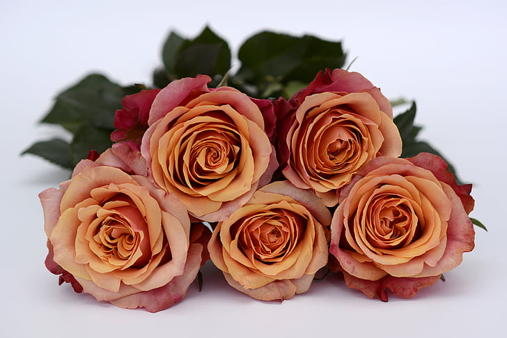 Rosen, Orange, Rose Blume, Romantik, Liebe, Blumen, zum Valentinstag