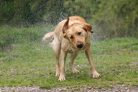 Labrador, köpek, evde beslenen hayvan, ıslak, kürk, sallamak