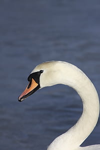 animal, beak, bird, lake, swan, water, white