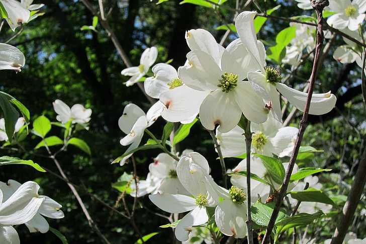 bunga, Dogwood, putih, pohon