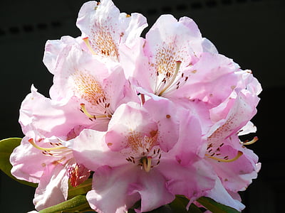 Rhododendron, Bloom, forår, natur, Blossom, plante, flora