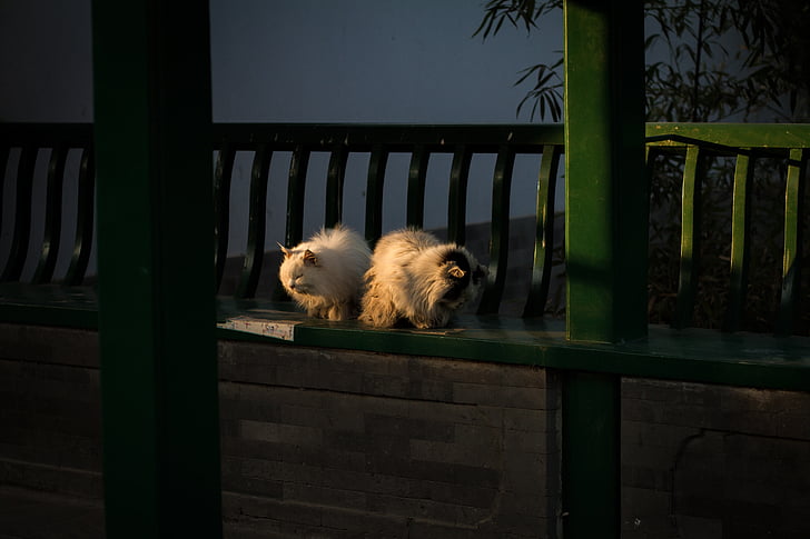 кішка, парк Чжуншань, Пекін