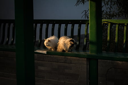 chat, parc Zhongshan, Pékin