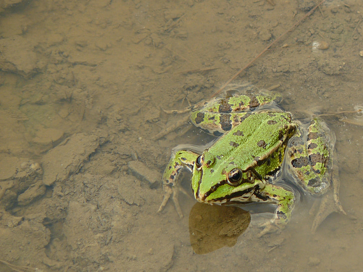 жаба, Гледай, очакванията, засада, амфибия, животните, природата