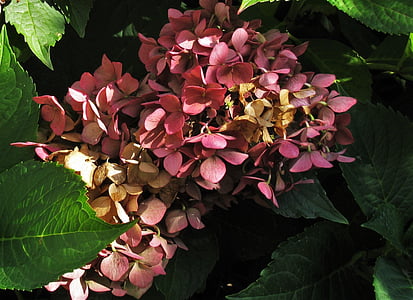 Hortensia, Kevad flower, perekond, dekoratiivsed põõsad, kasvuhoonegaaside Hortensia, botaanika, põõsad