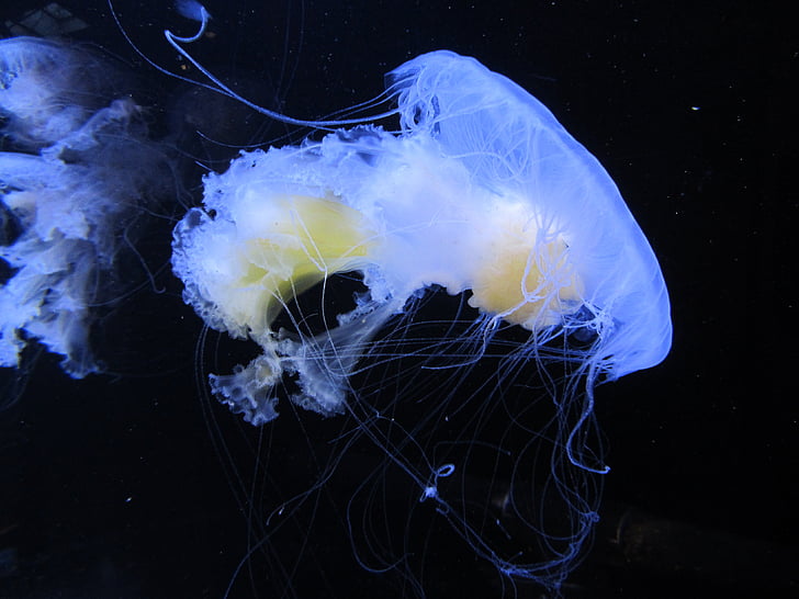 medusa, aquarium, vancouver, jellyfish, underwater, black background, tentacle