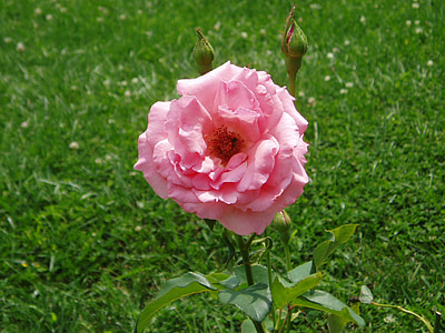 rose, pink, blossom, bud, flower, nature, plant