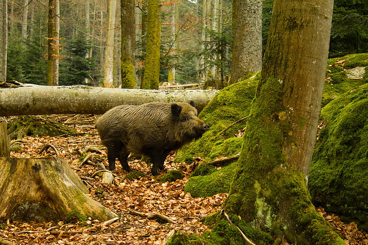 boar, national park bayrischerwald, nature, forest, outdoors, animal, tree