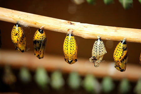 capoll, papallona, insecte, natura, Eruga, vida, Larva