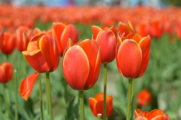 tulipaner, Washington, våren, blomst, natur, blomst, våren