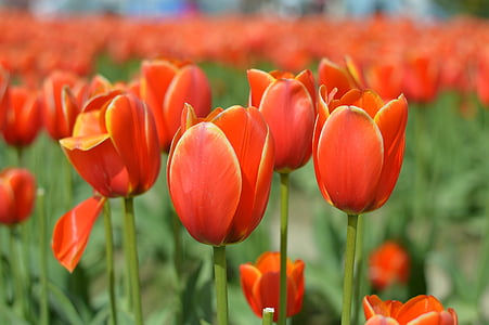 Tulipaner, Washington, forår, blomst, natur, Bloom, Springtime