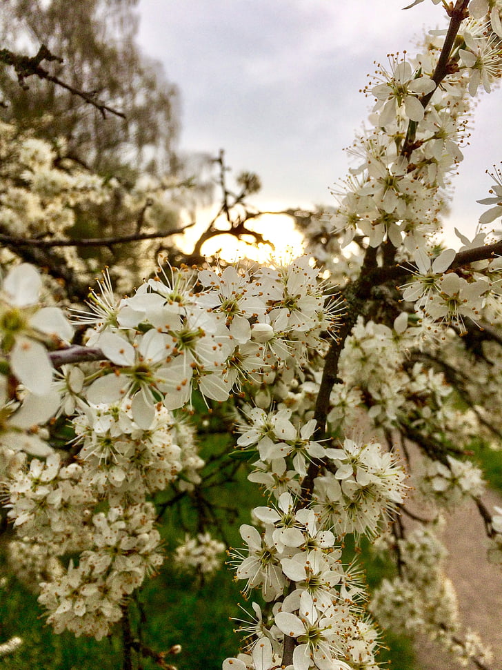 fleurs, printemps, Weissdorn, Direction générale de la, pleine floraison, arbre, nature