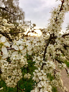 цветя, Пролет, weissdorn, клон, пълен разцвет, дърво, природата