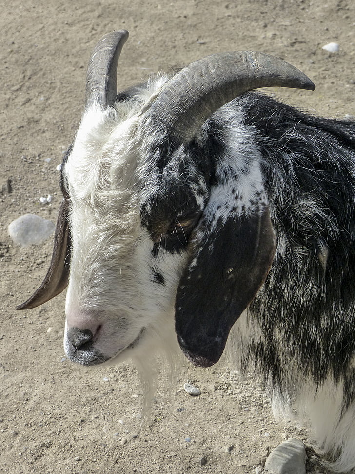 cabra, animal, Branco, cornos torcidos, mamífero, doméstica, animal de fazenda