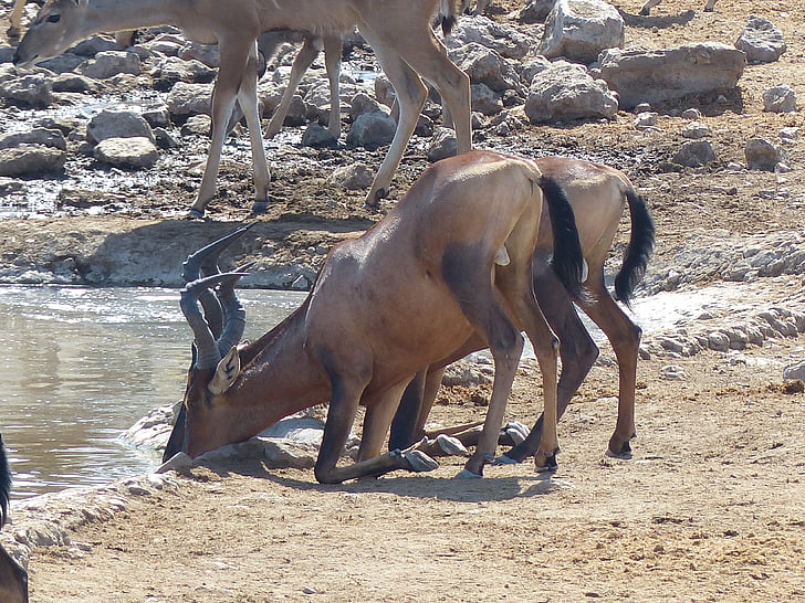 Hartebeest, dier, Geniet, Antelope, water-hole, Namibië, etoshapfanne