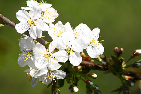 arbre fruiter, flors, primavera, floració, floració, blanc, branca