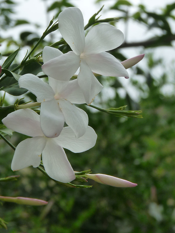 Jasmine, lilled, valge, aromaatne, õied, õitsemine, õitsev