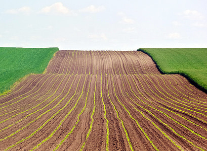 earth, sowing, wheat, grain, agriculture, field, rural Scene