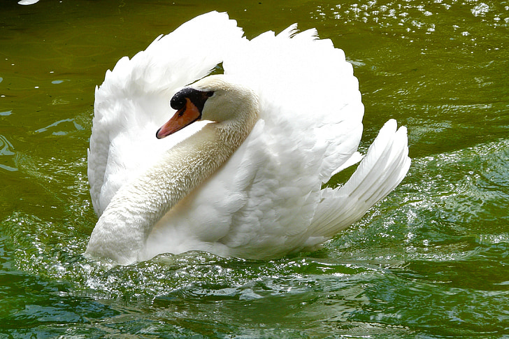 Cisne adulto, en el agua, pájaro, Blanco, flota, pájaro del agua, Majestic