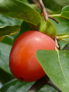 розово дърво, каки, плодове, Есен, persimon