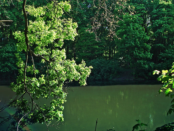 forest, pond, trees, trees near the water, forest pond