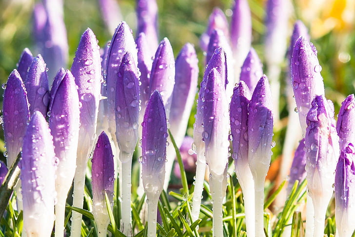 crocus, spring, flowers, purple, violet, meadow, bud