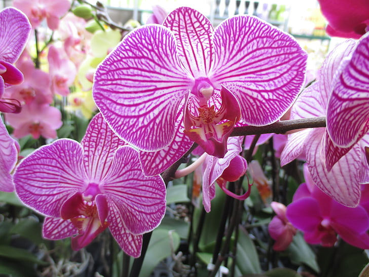 Orchid, Blossom, blomst, fiolett, anlegget, natur, hage