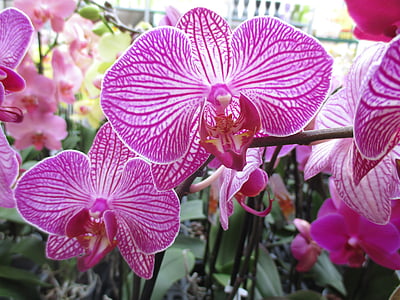 Orquídea, flor, floración, violeta, planta, naturaleza, jardín