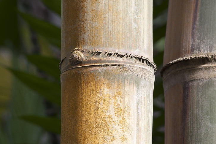 Dendrocalamus giganteus, Bamboo, jätte bambu, grov jätte bambu, Dendrocalamus aper, Myanmar, Indien