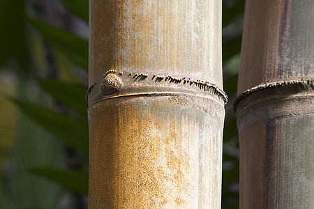 Dendrocalamus giganteus, bambou, bambou géant, bambou géant rugueux, Dendrocalamus aper, Myanmar, Inde