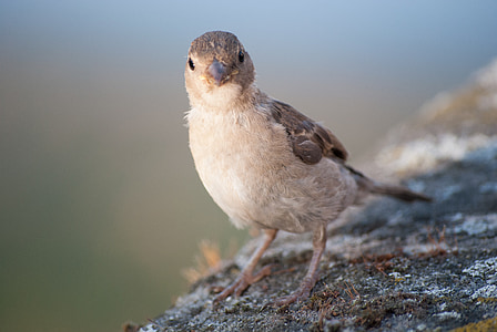 sparrow, bird, sperling, feather, close, nature, animal